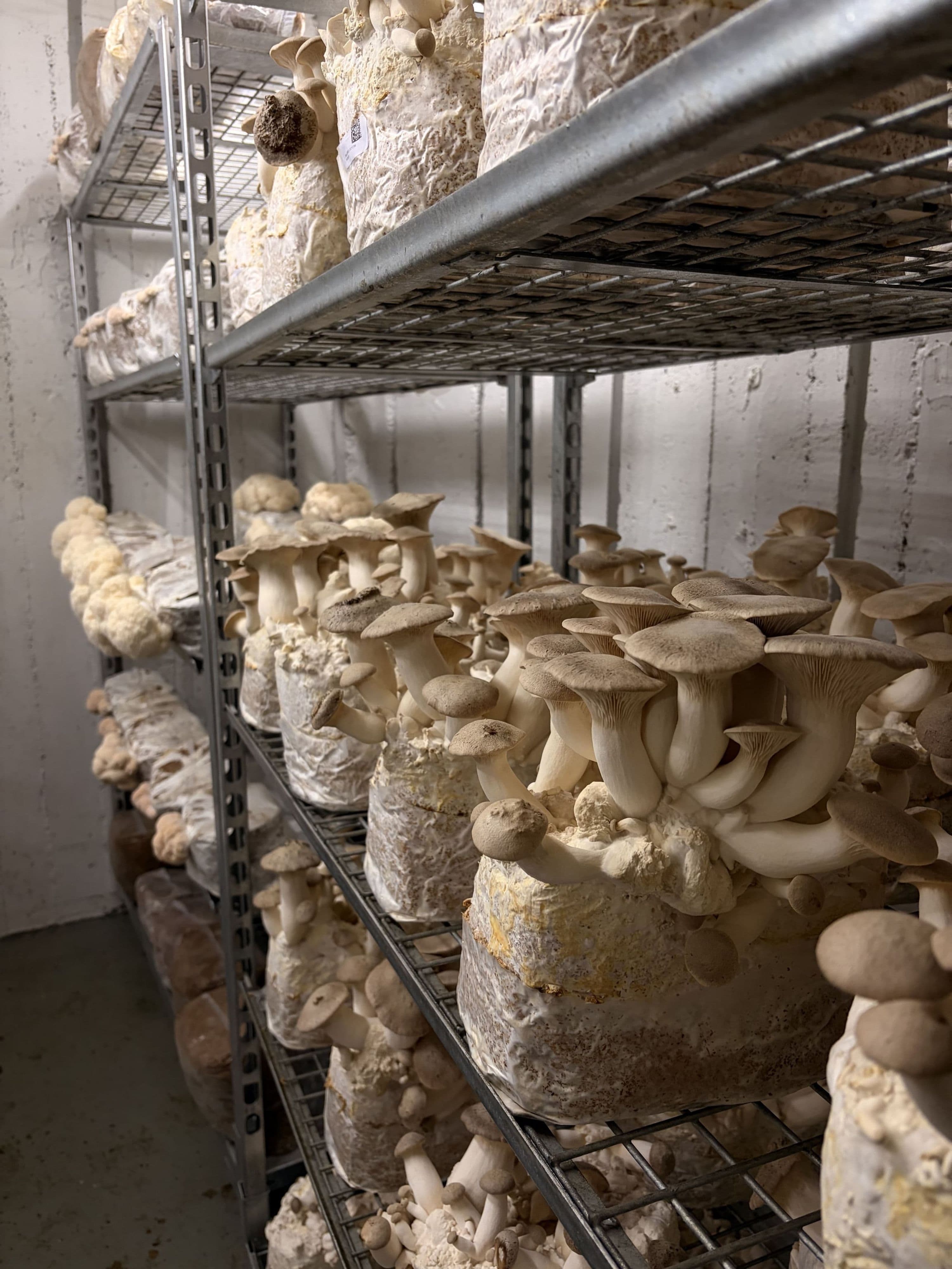 Pilze aus dem Bunker