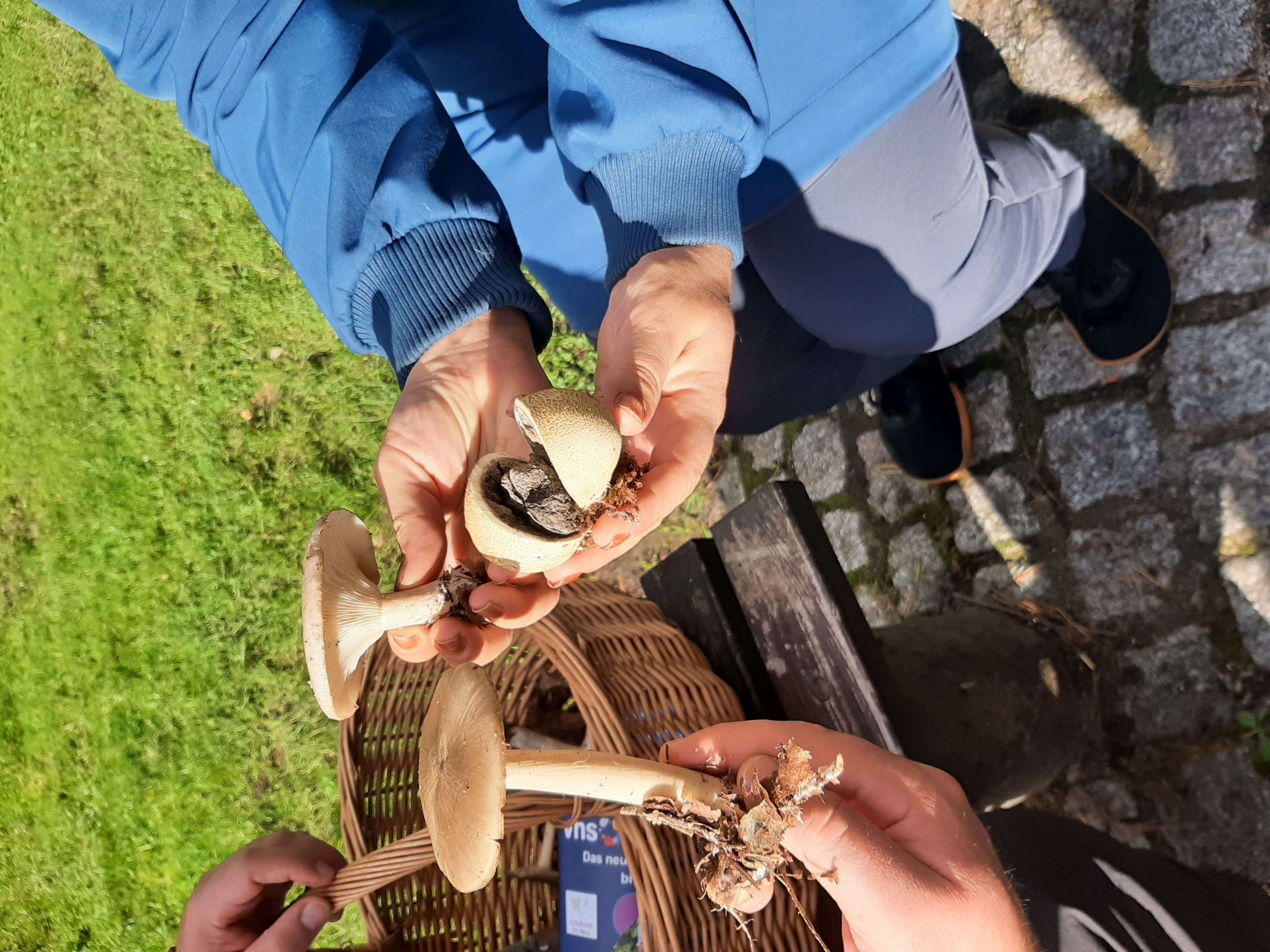Pilzwanderung in St. Ingbert am 3. Oktober